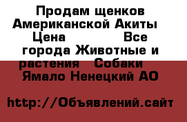 Продам щенков Американской Акиты › Цена ­ 25 000 - Все города Животные и растения » Собаки   . Ямало-Ненецкий АО